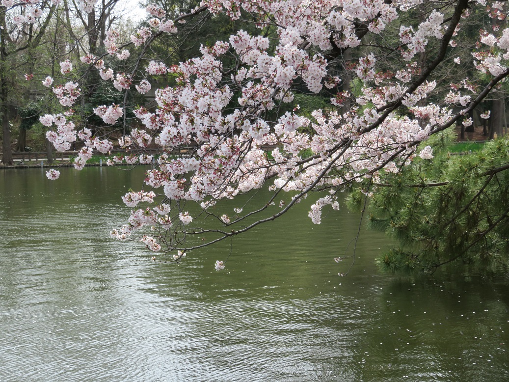 探訪録 練馬区 石神井公園 石神井池 桜と野鳥 春の植物 気ままにぶらぶら東京街歩き食べ歩き旅