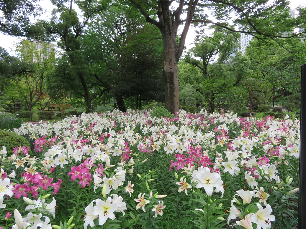 探訪録 千代田区 日比谷公園 園内のユリ花壇の美しさ 気ままにぶらぶら東京街歩き食べ歩き旅
