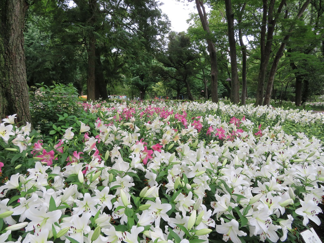 探訪録 千代田区 日比谷公園 園内のユリ花壇の美しさ 気ままにぶらぶら東京街歩き食べ歩き旅